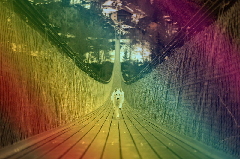 虹の橋を犬が渡る