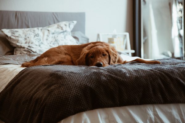 ベッドの上の老犬