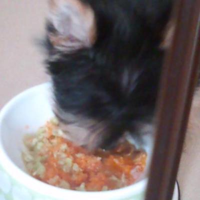 週に一度のスタミナ子犬食