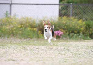 犬の写真１