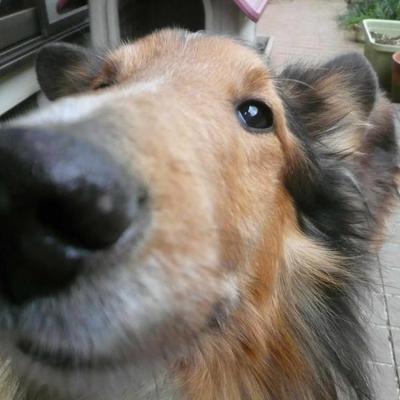 豚雑炊