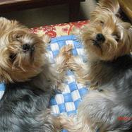 ducca