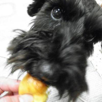 砂糖・塩・バター不使用パン