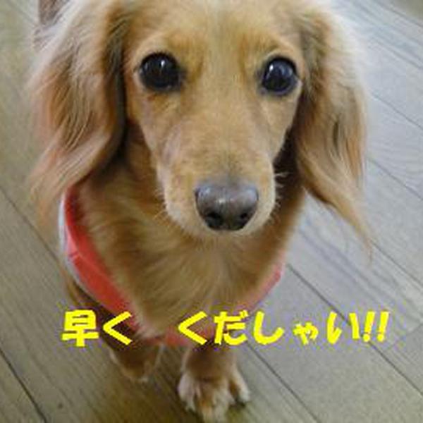 犬ご飯レシピ ほうれん草と牛肉のココット Byhanamizuki No 353 わんわんシェフ見習い中