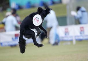 犬の写真１