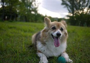 犬の写真１