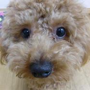 犬ご飯レシピ 一緒に作る おからハンバーグ By犬ごはん先生 いちかわあやこ No 466 わんわんシェフ見習い中