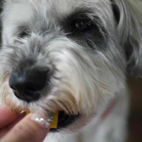 犬ご飯レシピ かぼちゃプリン Bymalin No 463 わんわんシェフ見習い中