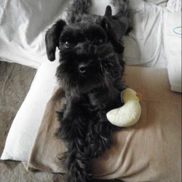 犬ご飯レシピ サバ缶ご飯 Byneco No 473 わんわんシェフ見習い中