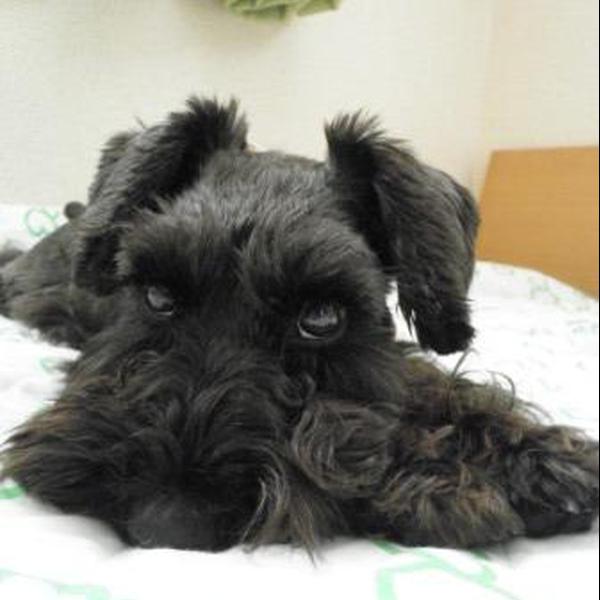 犬ご飯レシピ 切干大根が主役のササミうどん Byneco わんわんシェフ見習い中