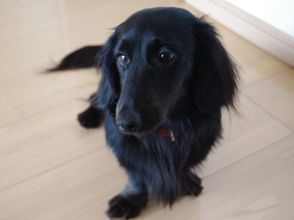 犬ご飯レシピ 冷たいチーズケーキ Byしめじ わんわんシェフ見習い中