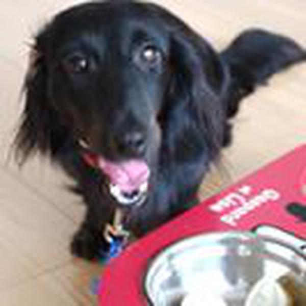 犬ご飯レシピ 冷たいチーズケーキ Byしめじ No 525 わんわんシェフ見習い中