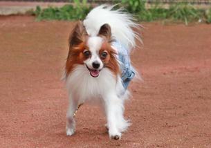 犬の写真１