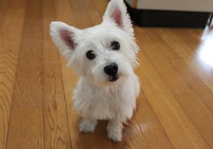犬の写真１