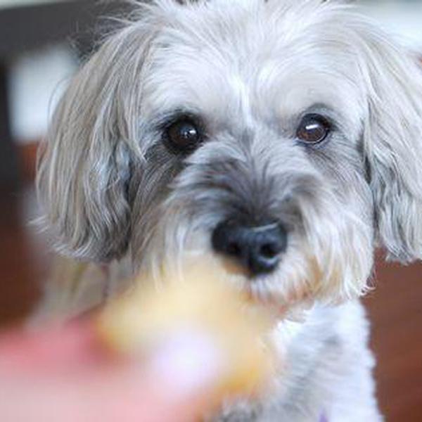 犬ご飯レシピ 柿のパウンドケーキ Bymalin No 597 わんわんシェフ見習い中