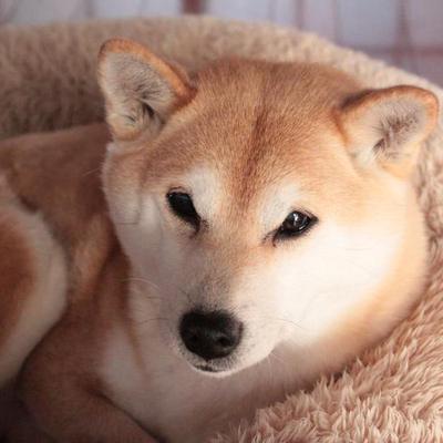 オードブル風おせちもどき