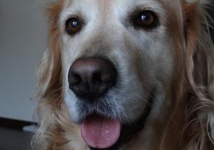 犬の写真１