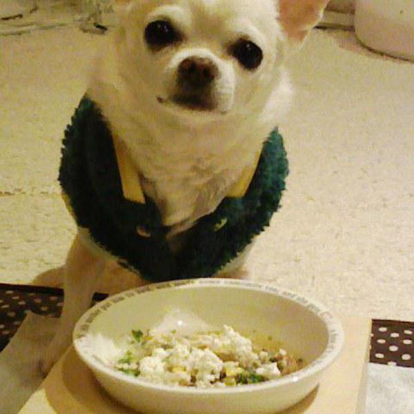 犬ご飯レシピ 作り置きで手早くご飯 Byにょしちゃん わんわんシェフ見習い中