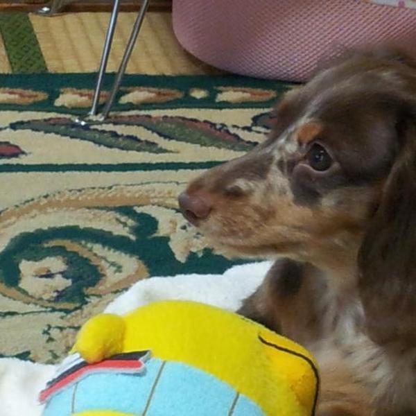 犬ご飯レシピ シラスと大根葉の和え物 Byももやん No 745 わんわんシェフ見習い中