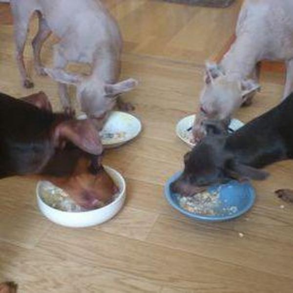 犬ご飯レシピ ささみの豆乳雑炊 Byみゅみゅ No 749 わんわんシェフ見習い中