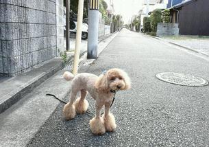 犬の写真１