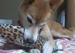 犬の写真１