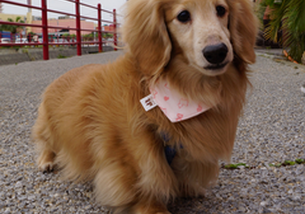 犬の写真１
