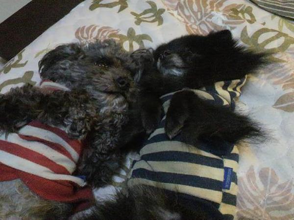 犬ご飯レシピ 無添加ミルククッキー Byありさん No 1284 わんわんシェフ見習い中