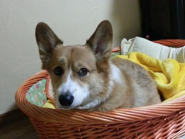 犬ご飯レシピ トマトジュースリゾット Byジンたれ No 858 わんわんシェフ見習い中