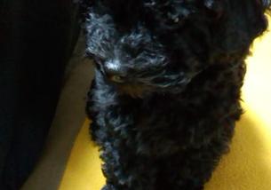 犬の写真１