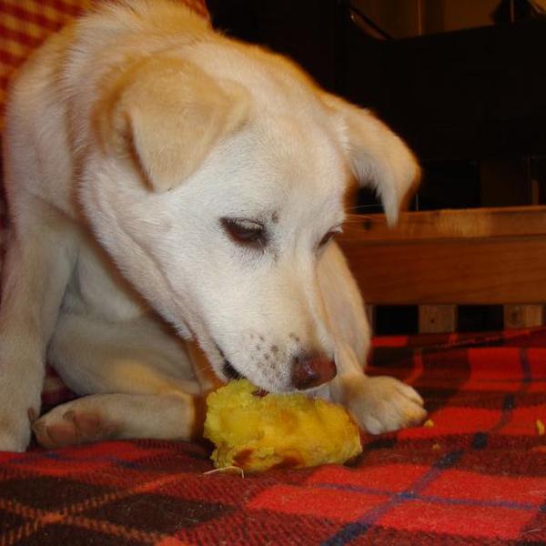 犬ご飯レシピ 市販の焼き芋 By綾美 藍 葵 No 872 わんわんシェフ見習い中