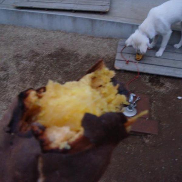 市販の焼き芋