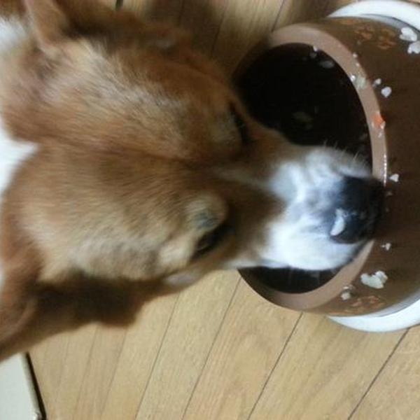 犬ご飯レシピ おからと鮪のトロリん雑炊 Byジンたれ No 877 わんわんシェフ見習い中