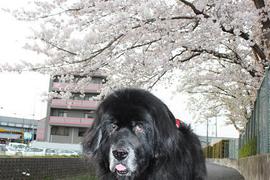 小走りでお花見♪