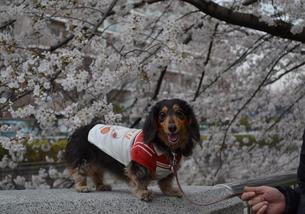 犬の写真１