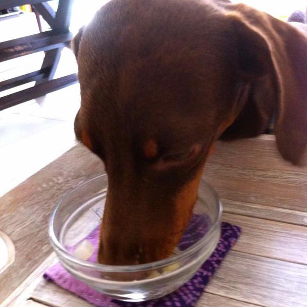 犬ご飯レシピ 大好きカリフラワー Byryochan No 931 わんわんシェフ見習い中