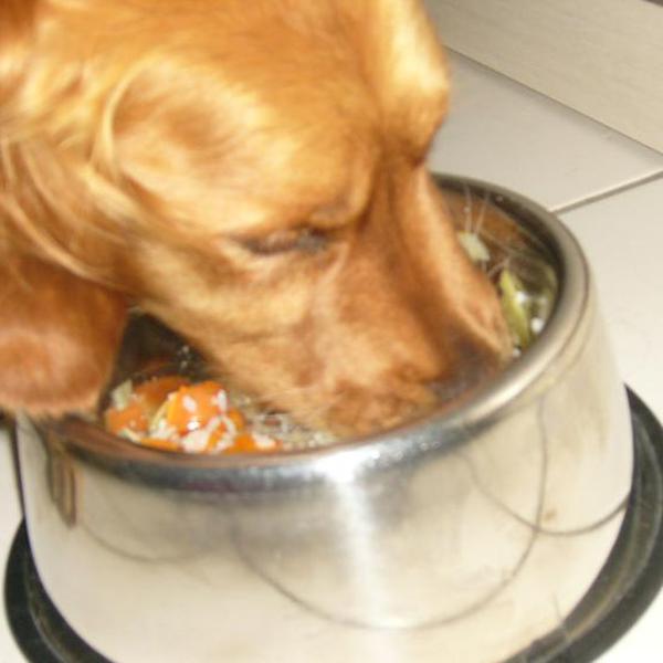 犬ご飯レシピ ニンジンいっぱいの上に生の牛ミンチ Byばのん No 9 わんわんシェフ見習い中