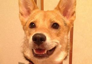 犬の写真１