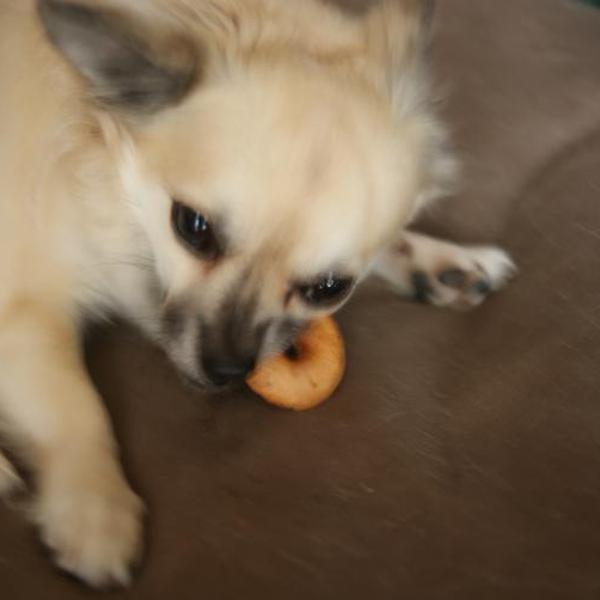 犬ご飯レシピ イタリアンな焼きドーナツ Byずぼら No 1039 わんわんシェフ見習い中