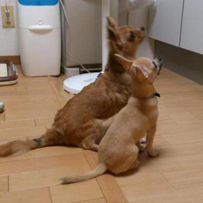 さつまいものカッテージチーズあえ