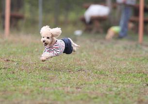 犬の写真１