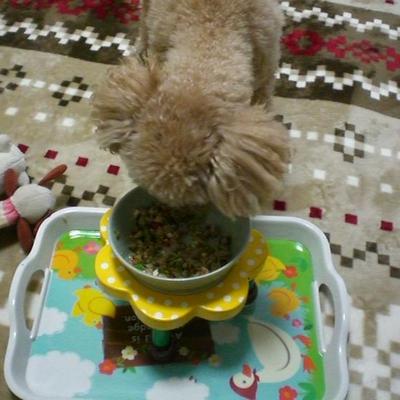 ぱくぱくオムライス