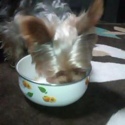 わんこもパスタ(⌒ｔ⌒)