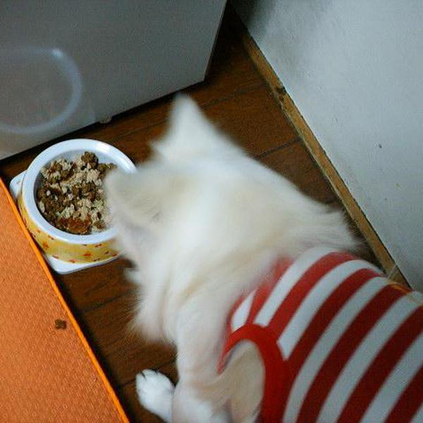 犬ご飯レシピ おからわんバーグ Byハヌルオンマ わんわんシェフ見習い中