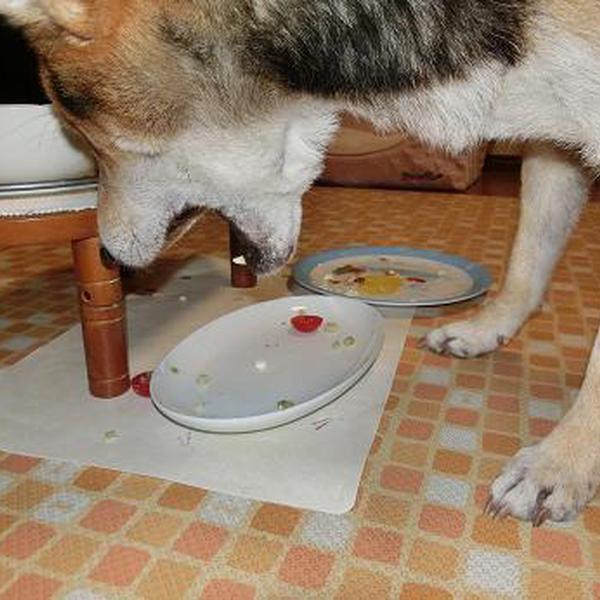 犬ご飯レシピ 豚肉と高野豆腐のから揚げ No 1191 わんわんシェフ見習い中
