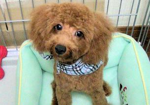 犬の写真１