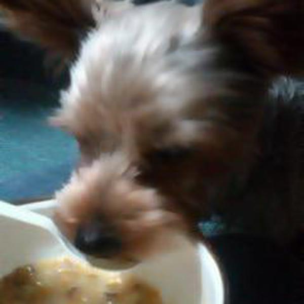 犬ご飯レシピ 病みあがりお粥 Byrikko No 15 わんわんシェフ見習い中