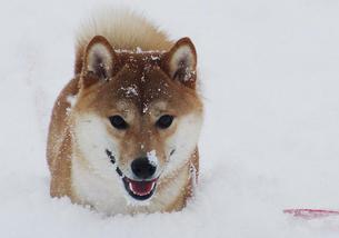 犬の写真１