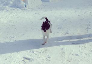 犬の写真１