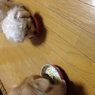 定番ご飯